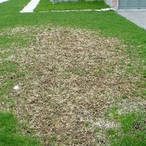 white grub damage on lawn