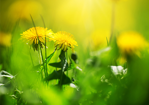 Dandelions in Lawn